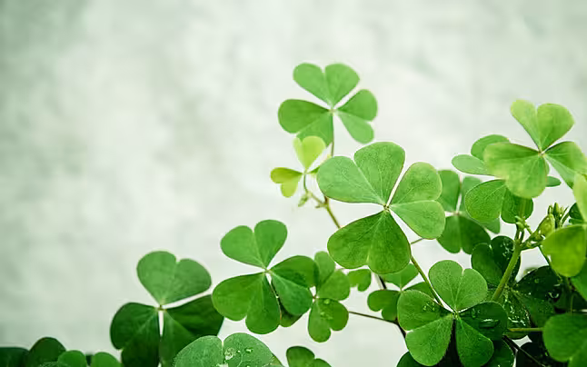 Hình Nền May Mắn