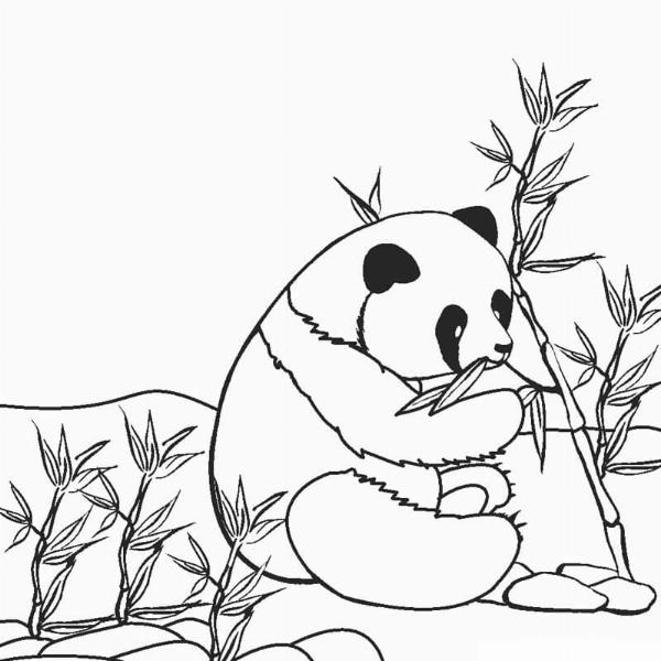 Tranh tô màu gấu trúc đáng yêu cho bé