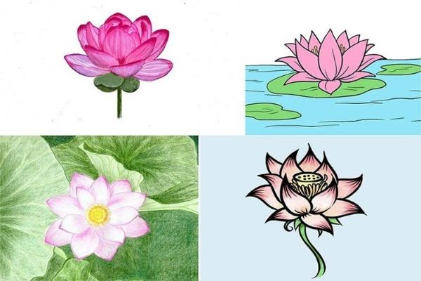 Bé tô màu hoa sen đơn giản