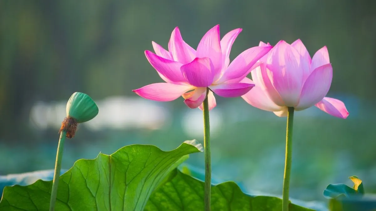 Nhanh Tay Tải Về 222+ Ảnh Đẹp, Hình Nền Đẹp Nhất Thế Giới (Hình Nền 4K)! Anh Dep Hinh Nen Dep Innhanh.pro .vn 105