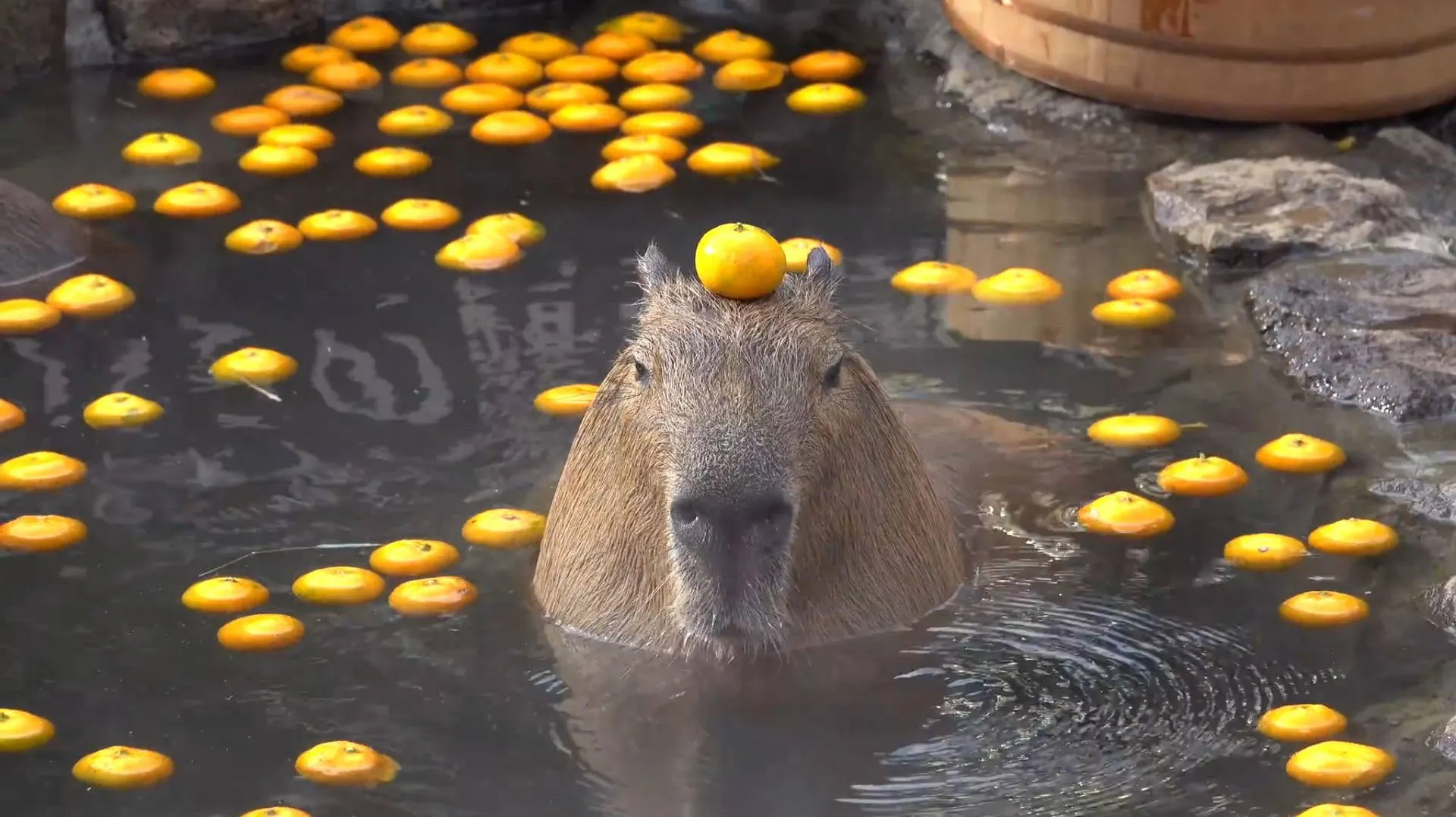 Những hình ảnh capybara đang thư giãn bên cạnh các loài vật khác nhau đã trở thành biểu tượng cho sự hòa hợp và yên bình trong thế giới tự nhiên